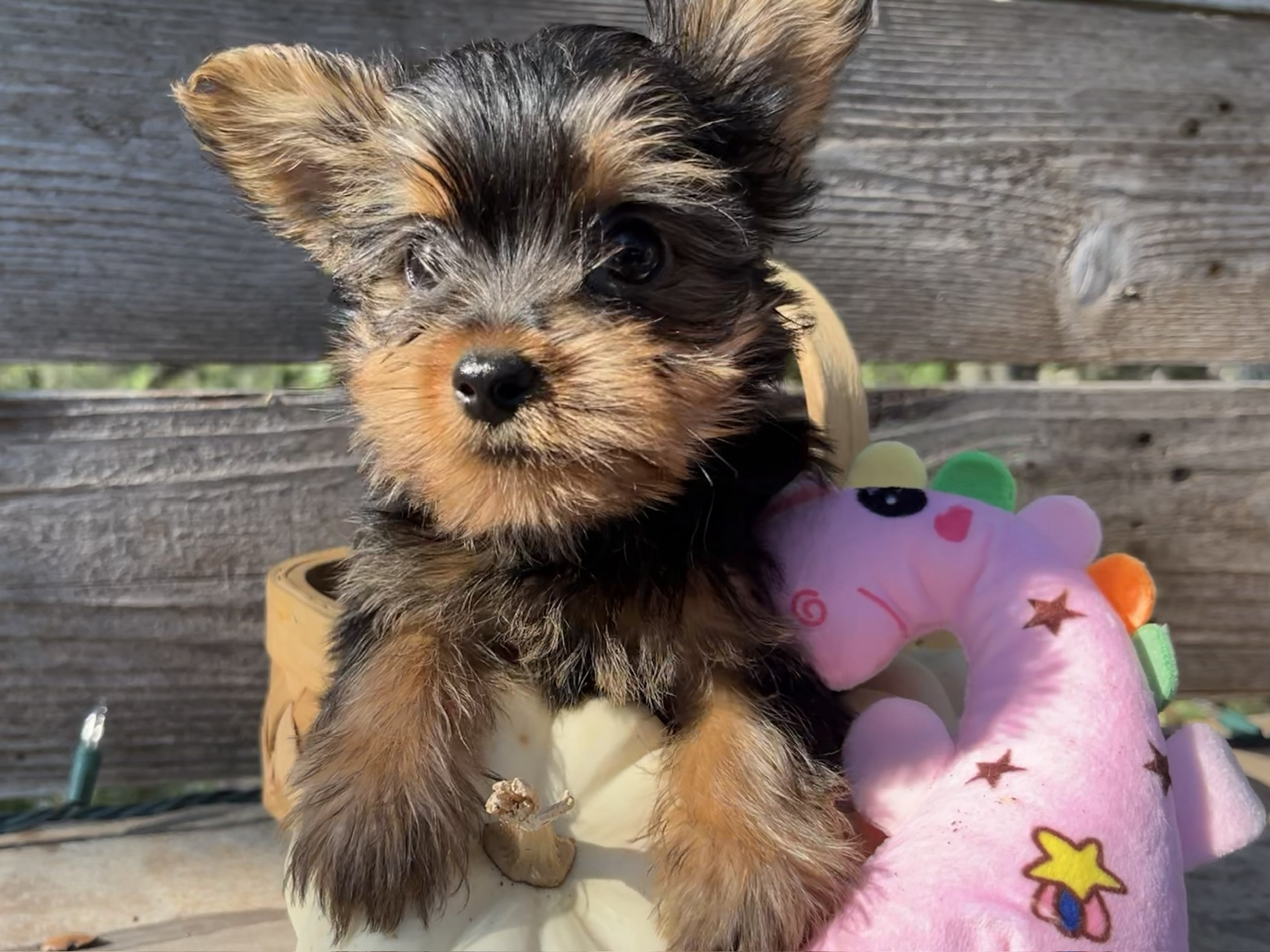 Recently Adopted Yorkie